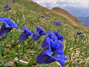 Spettacolo di fiori e marmotte sui sentieri per i Laghetti di Ponteranica – 18magg22  - FOTOGALLERY